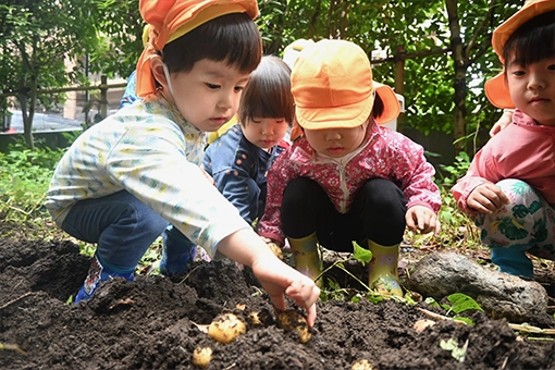 じゃがいも掘り